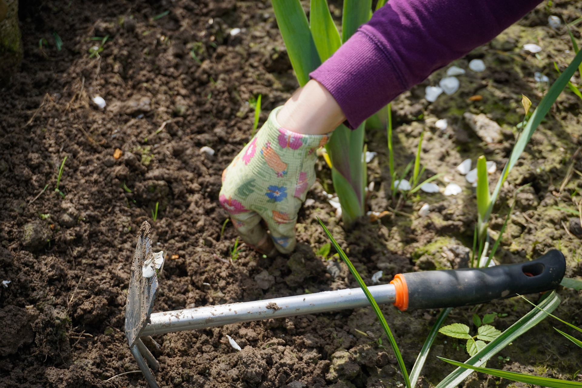 weeding the garden