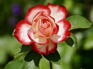 Caring for your roses.