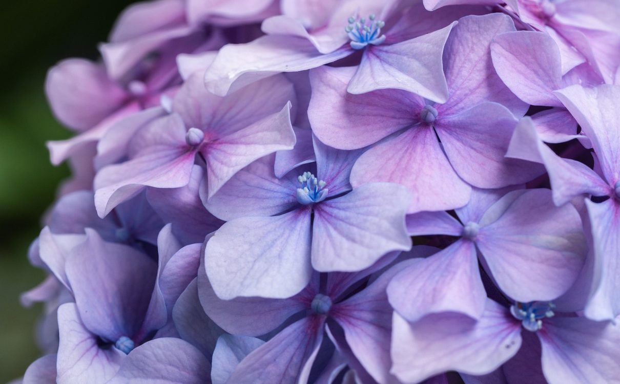 what should I plant? - hydrangeas