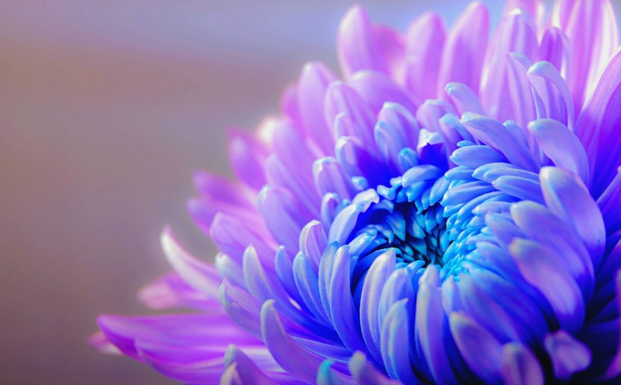 what should I plant? - chrysanthemum