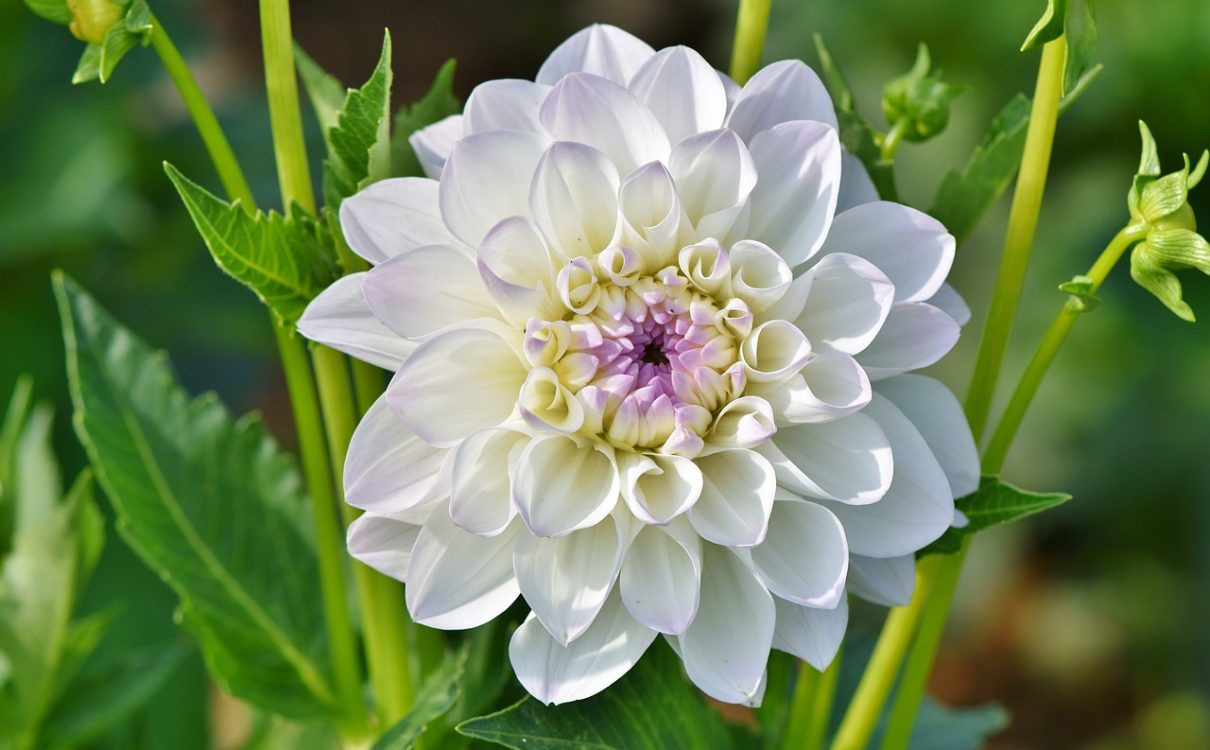 what should I plant? - dahlia