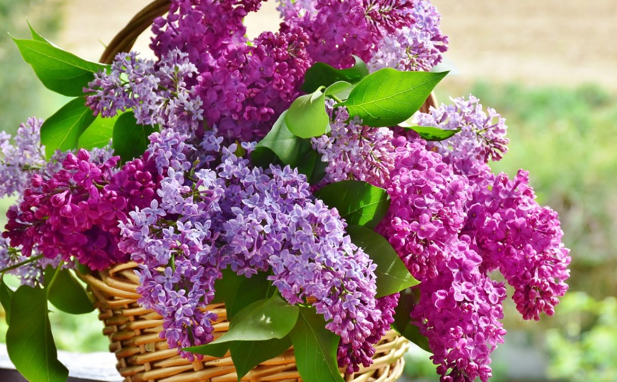 what should I plant? - lilac