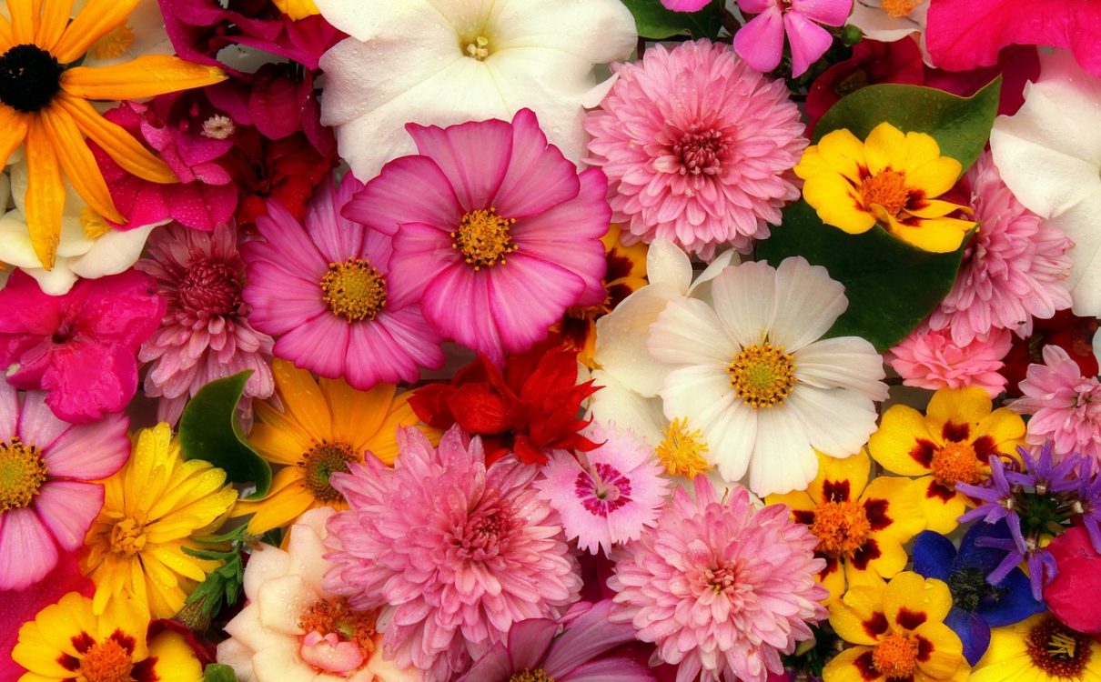 what should I plant? - mixed flowers