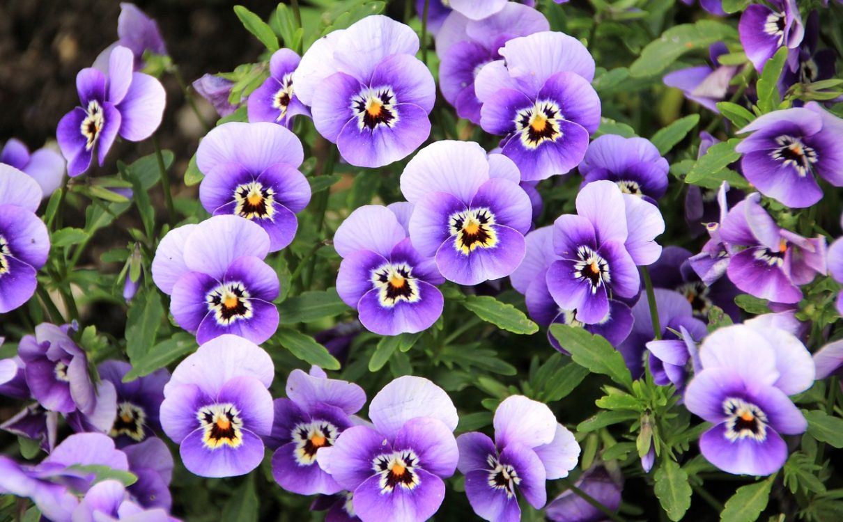 what should I plant? - pansies