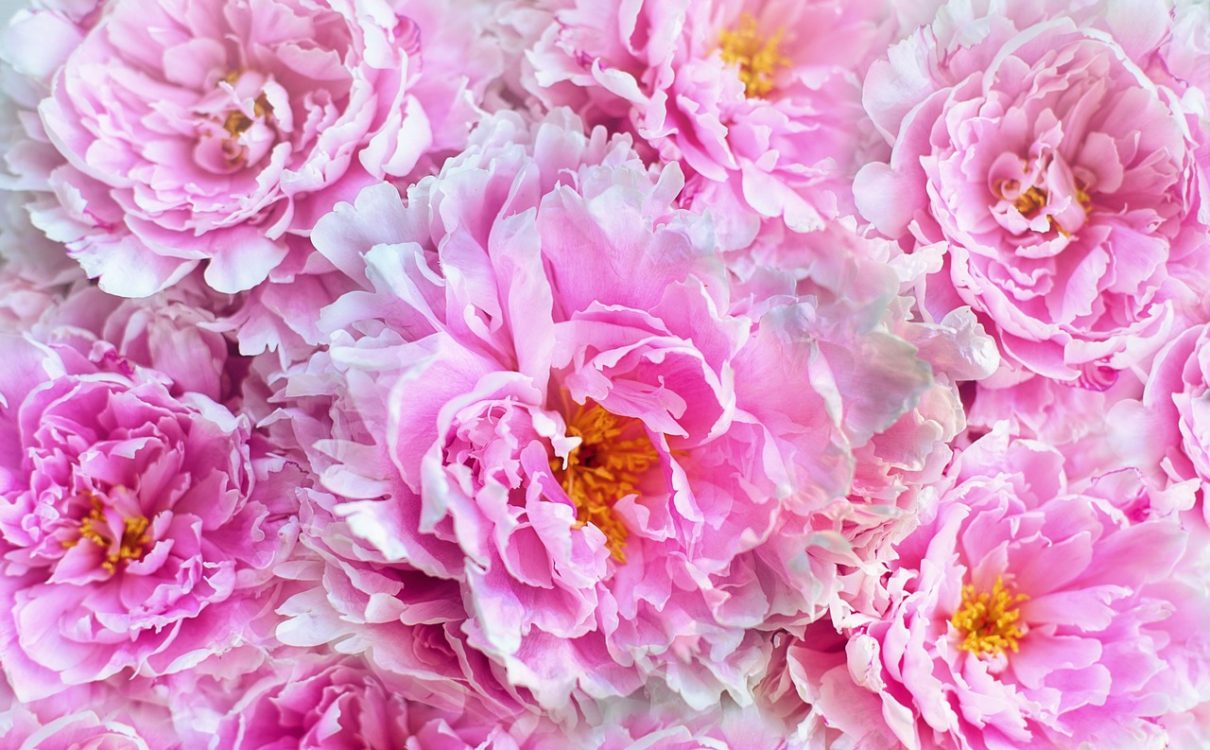 what should I plant? - peonies