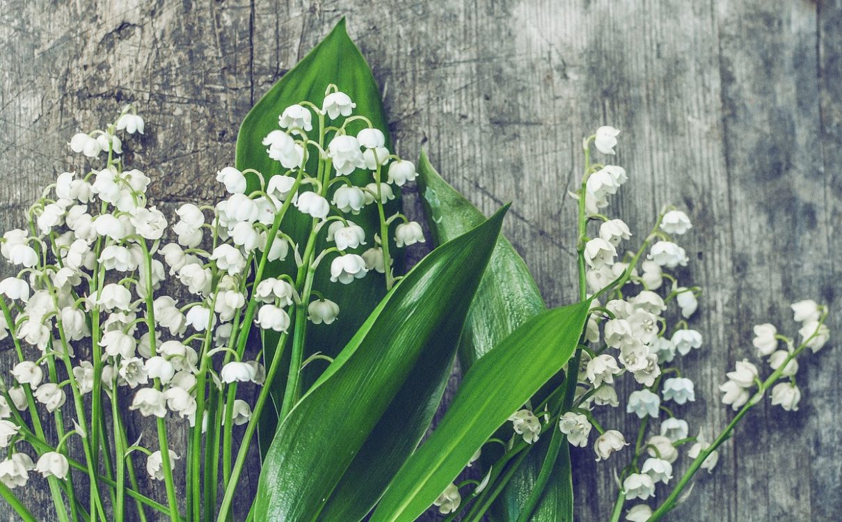 what should I plant? - snowdrops