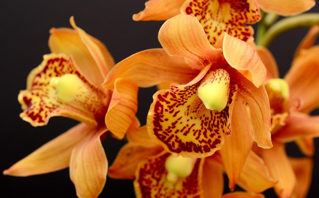 what should I plant? - orchids