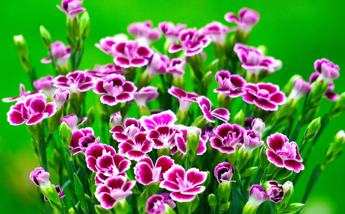 what should I plant? - sweet-william